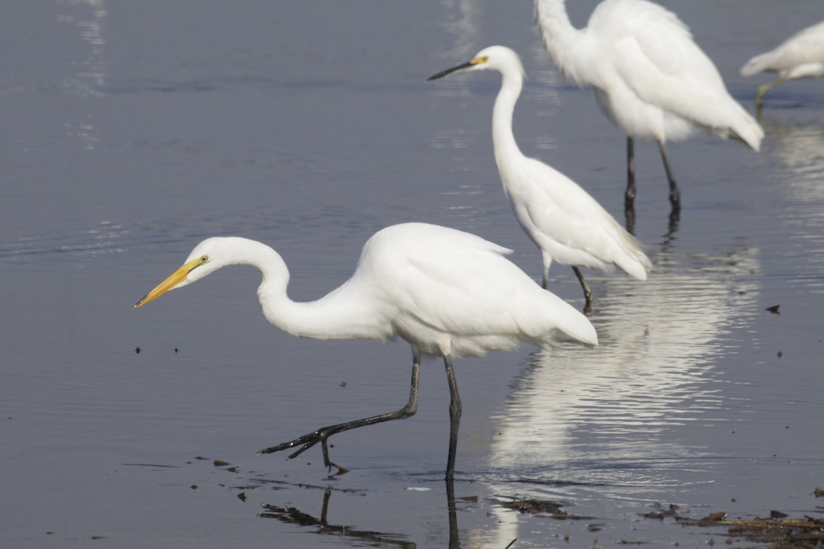 Great Egret - ML117409671