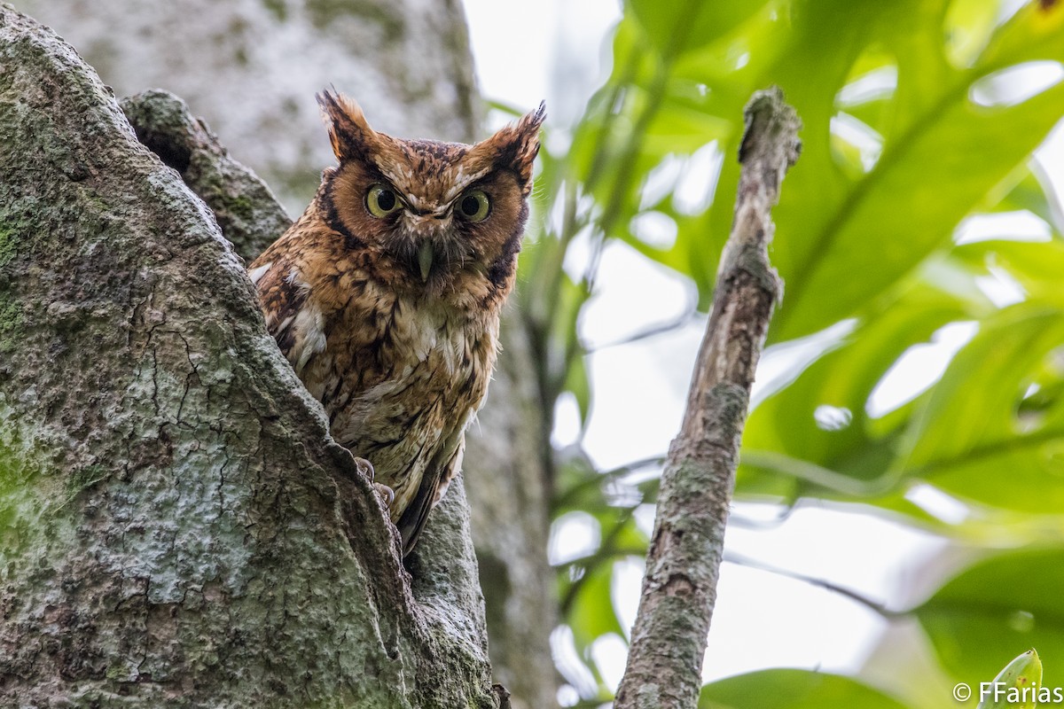 Black-capped Screech-Owl - ML117411821