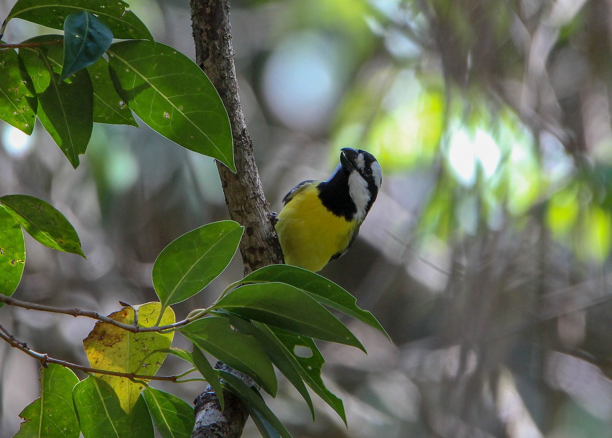 Eastern Shrike-tit - ML117412361