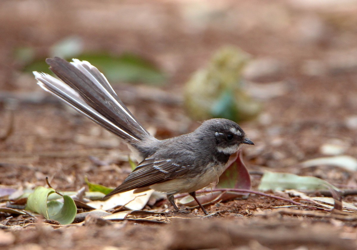 Gray Fantail - ML117412641