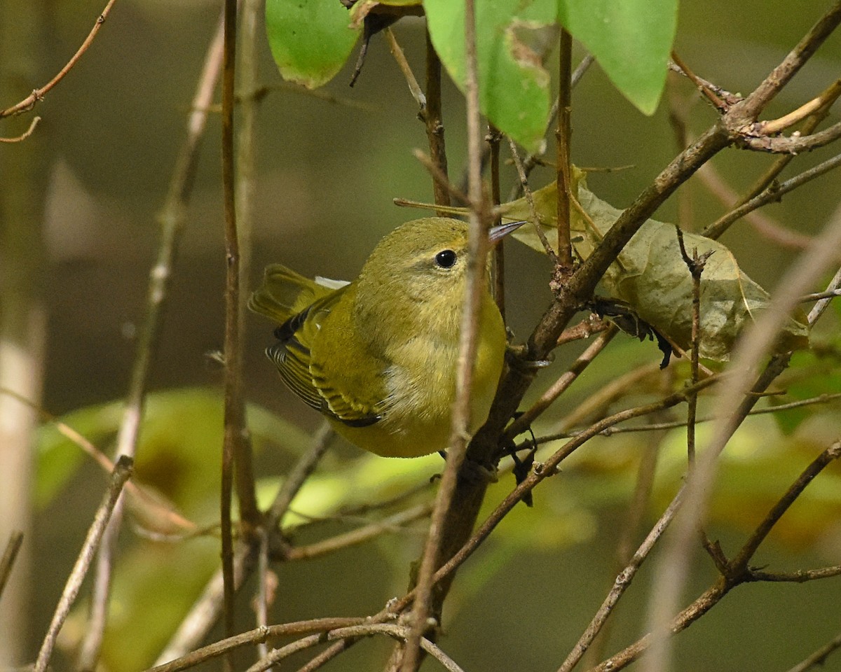 Tennessee Warbler - Brian Hicks