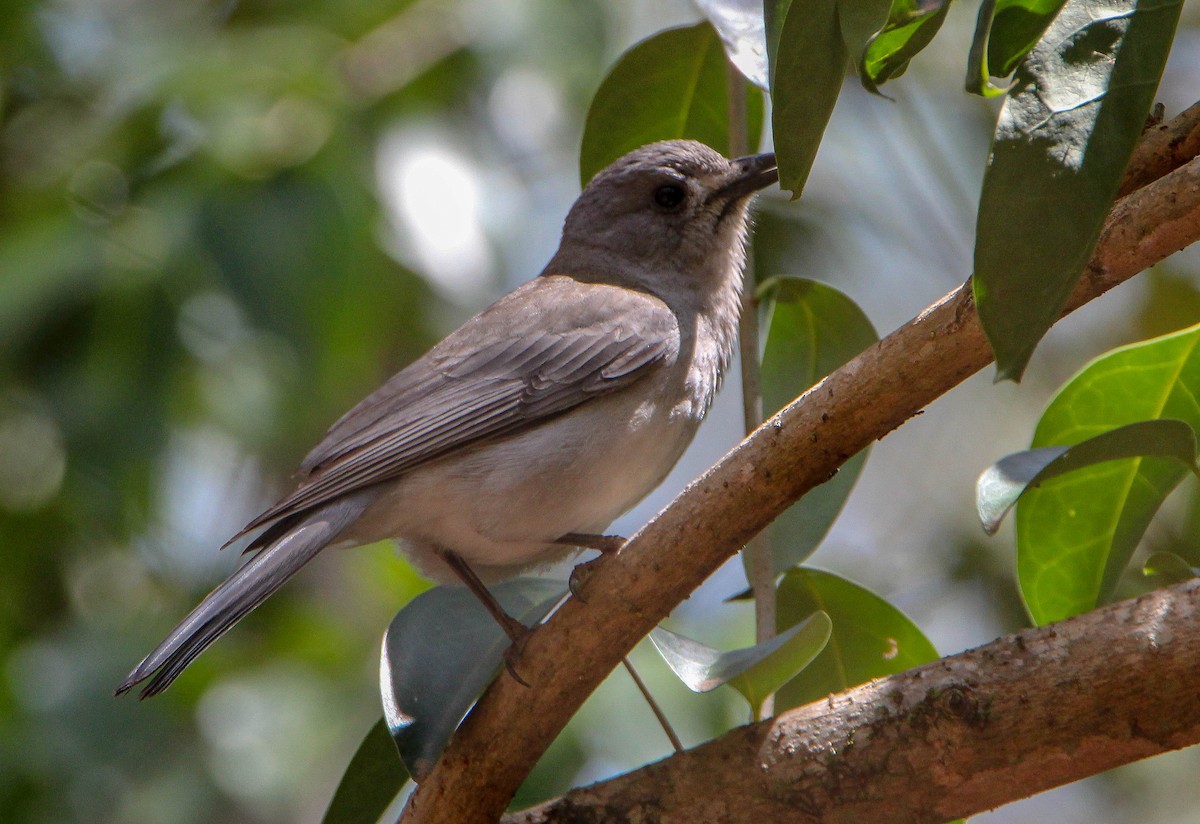 Gray Shrikethrush - Sandra Gallienne