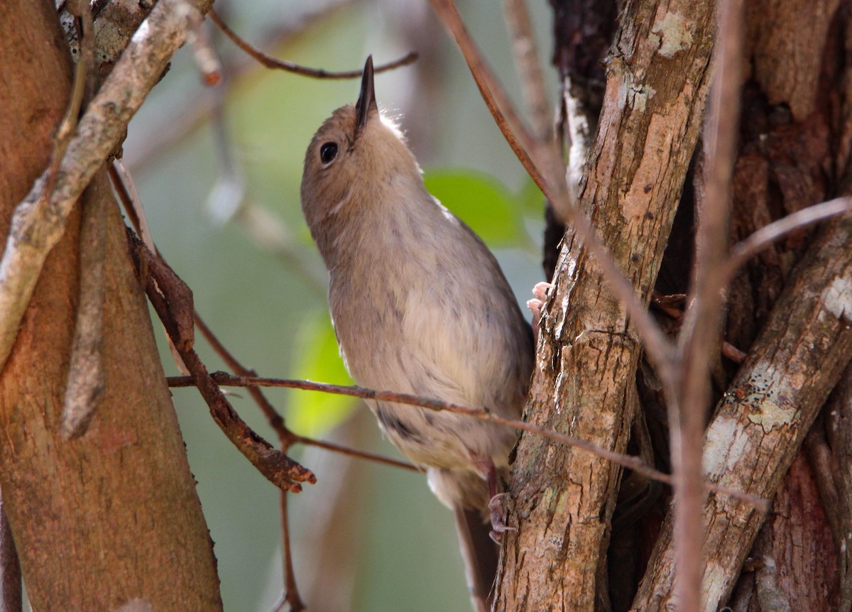 Large-billed Scrubwren - ML117412861