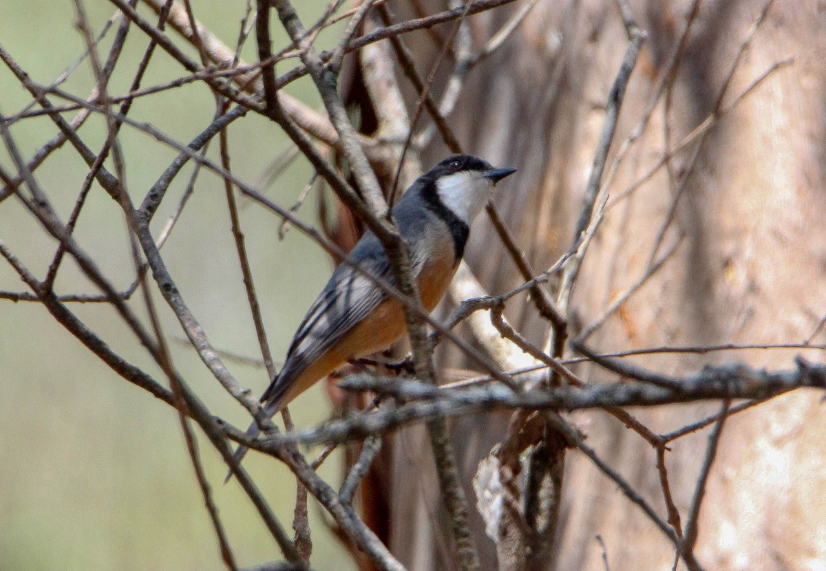 Rufous Whistler - ML117412951