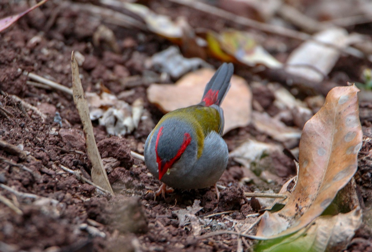 Red-browed Firetail - ML117413131