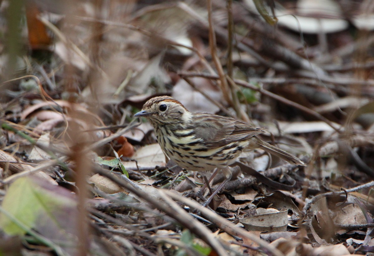 Speckled Warbler - ML117413261