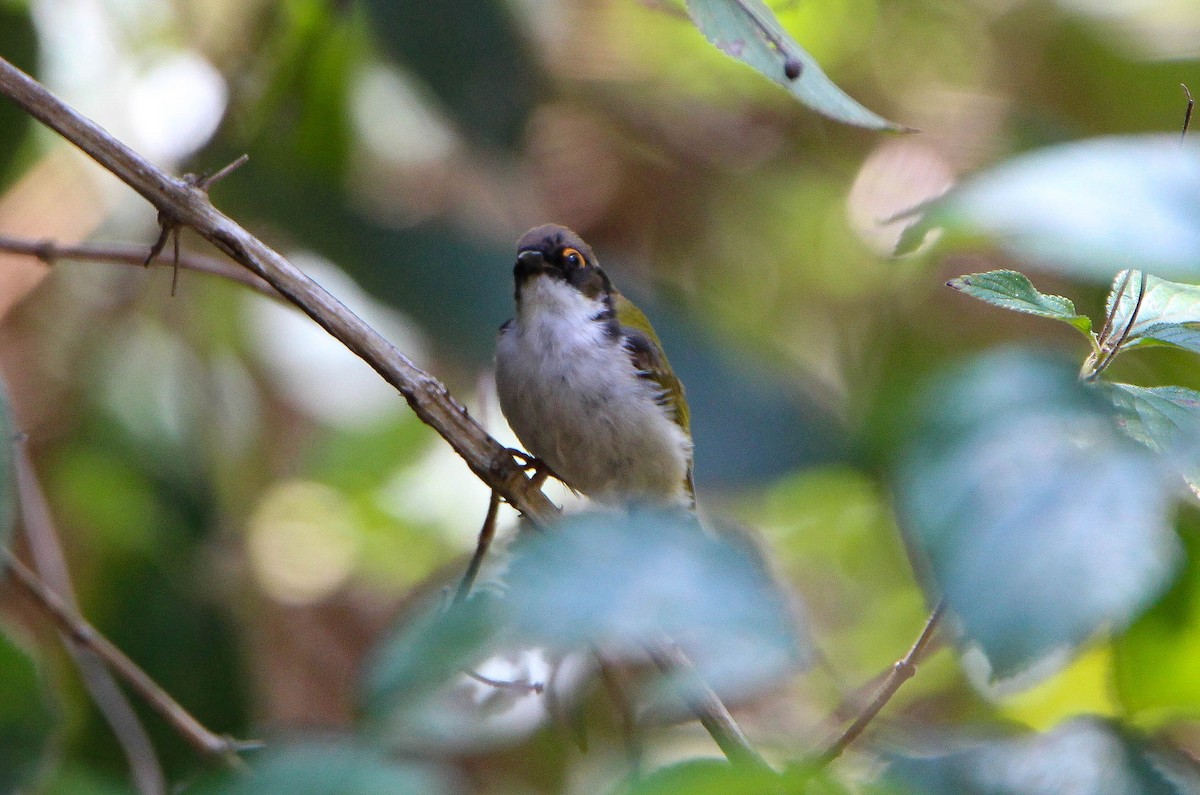 White-naped Honeyeater - ML117413291