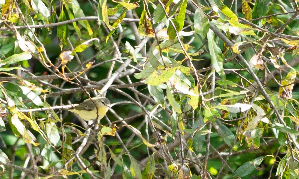 Philadelphia Vireo - ML117414041