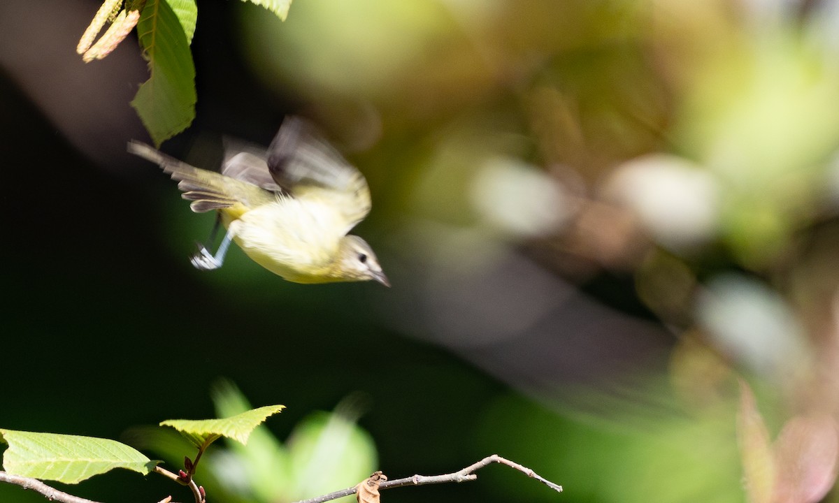Philadelphia Vireo - ML117414051