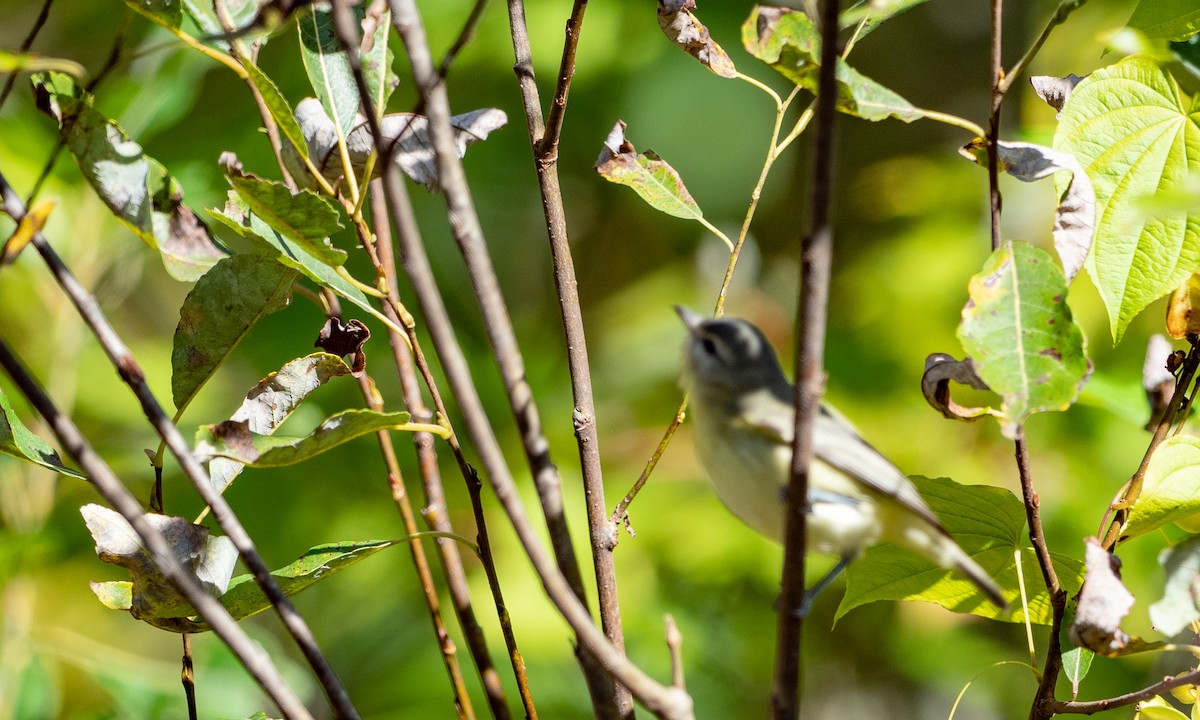 Philadelphia Vireo - ML117414071