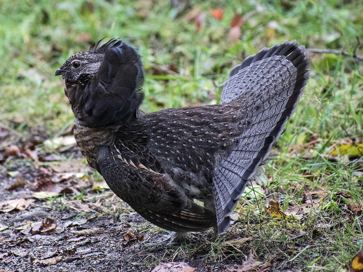 Ruffed Grouse - Paul Prappas