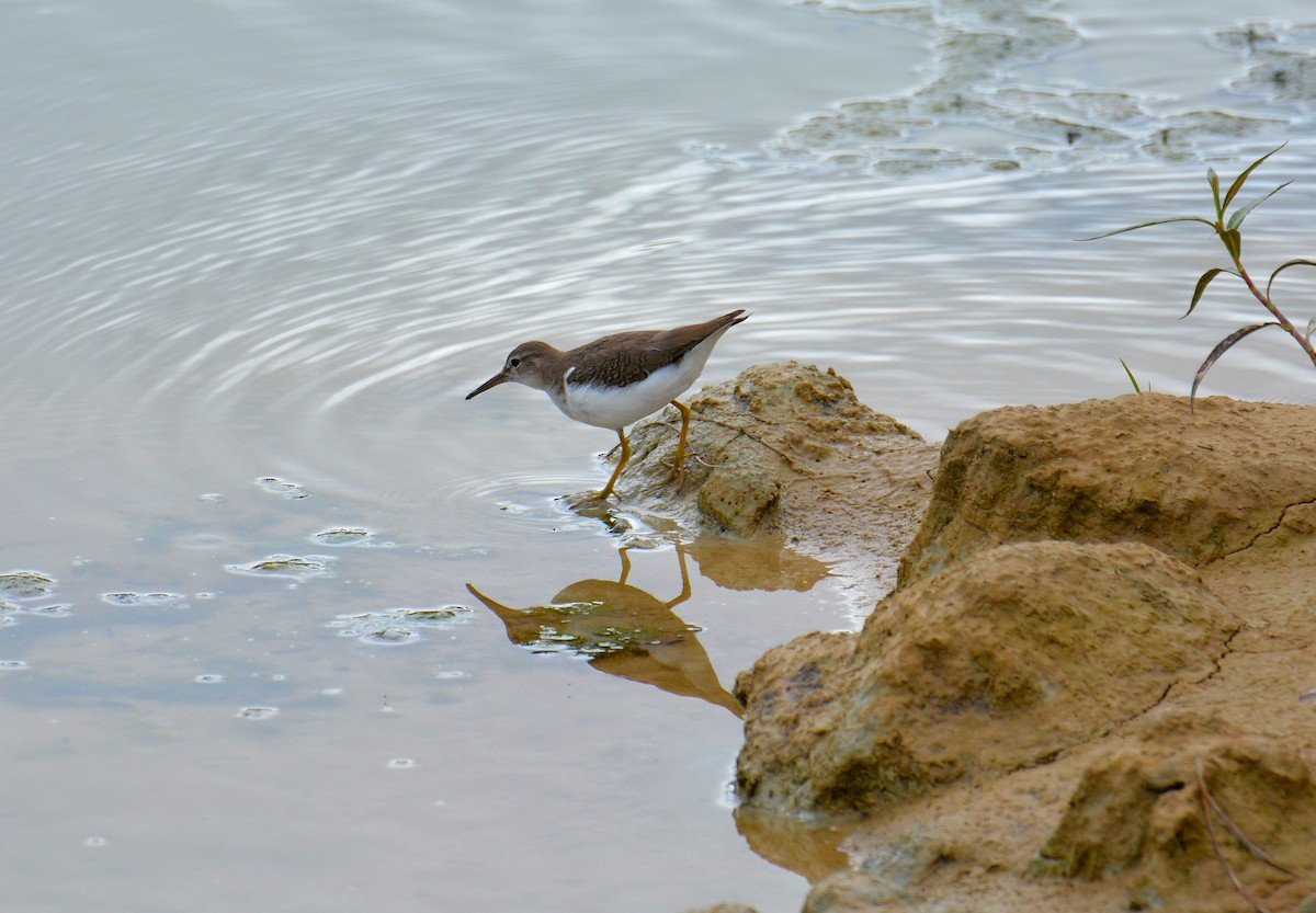 Drosseluferläufer - ML117420121