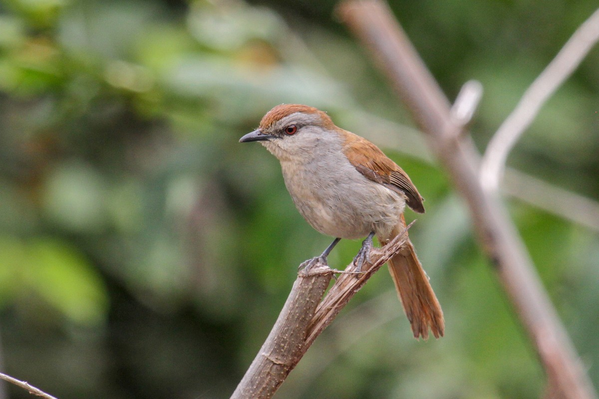 Rufous-tailed Palm-Thrush - ML117421781