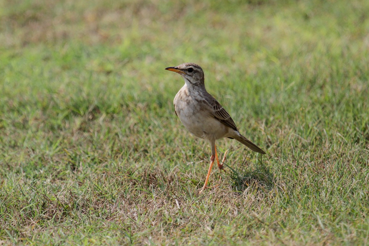 Pipit à longues pattes - ML117422541