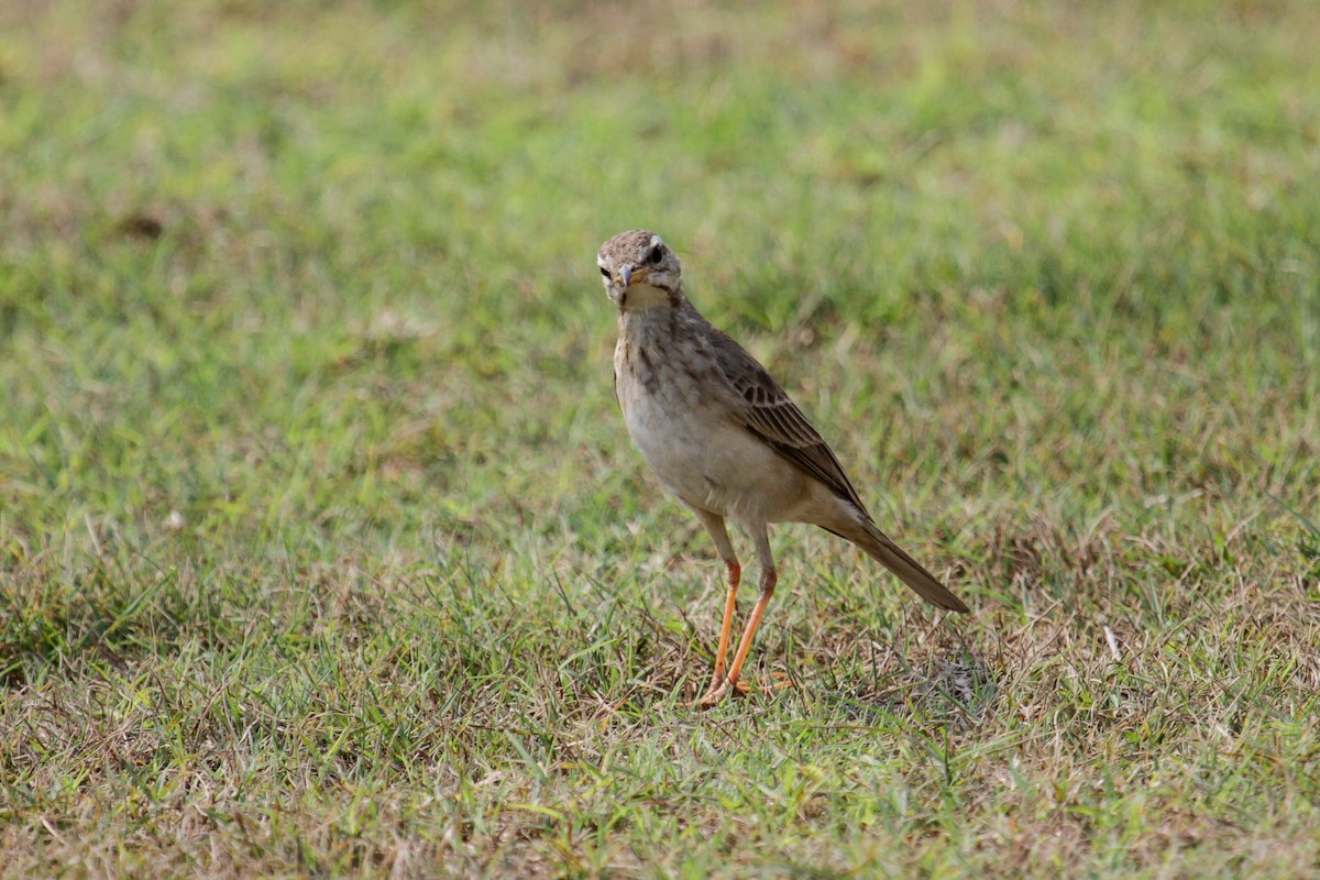 Pipit à longues pattes - ML117422791