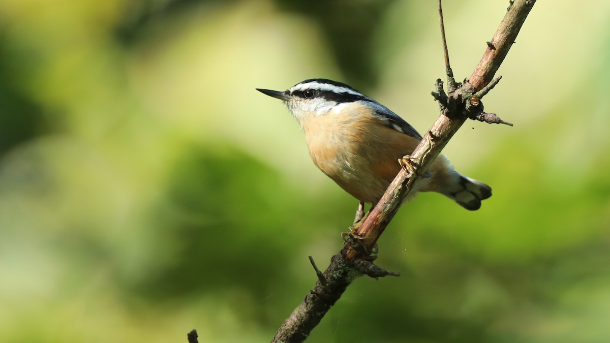 Red-breasted Nuthatch - Daniel Jauvin