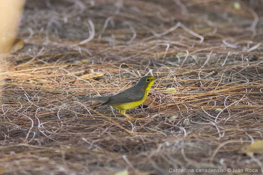 Canada Warbler - ML117426171