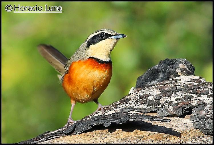 Olive-crowned Crescentchest - Horacio Luna