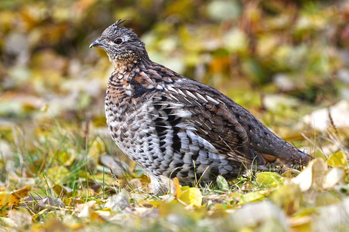 Ruffed Grouse - Chris Rees