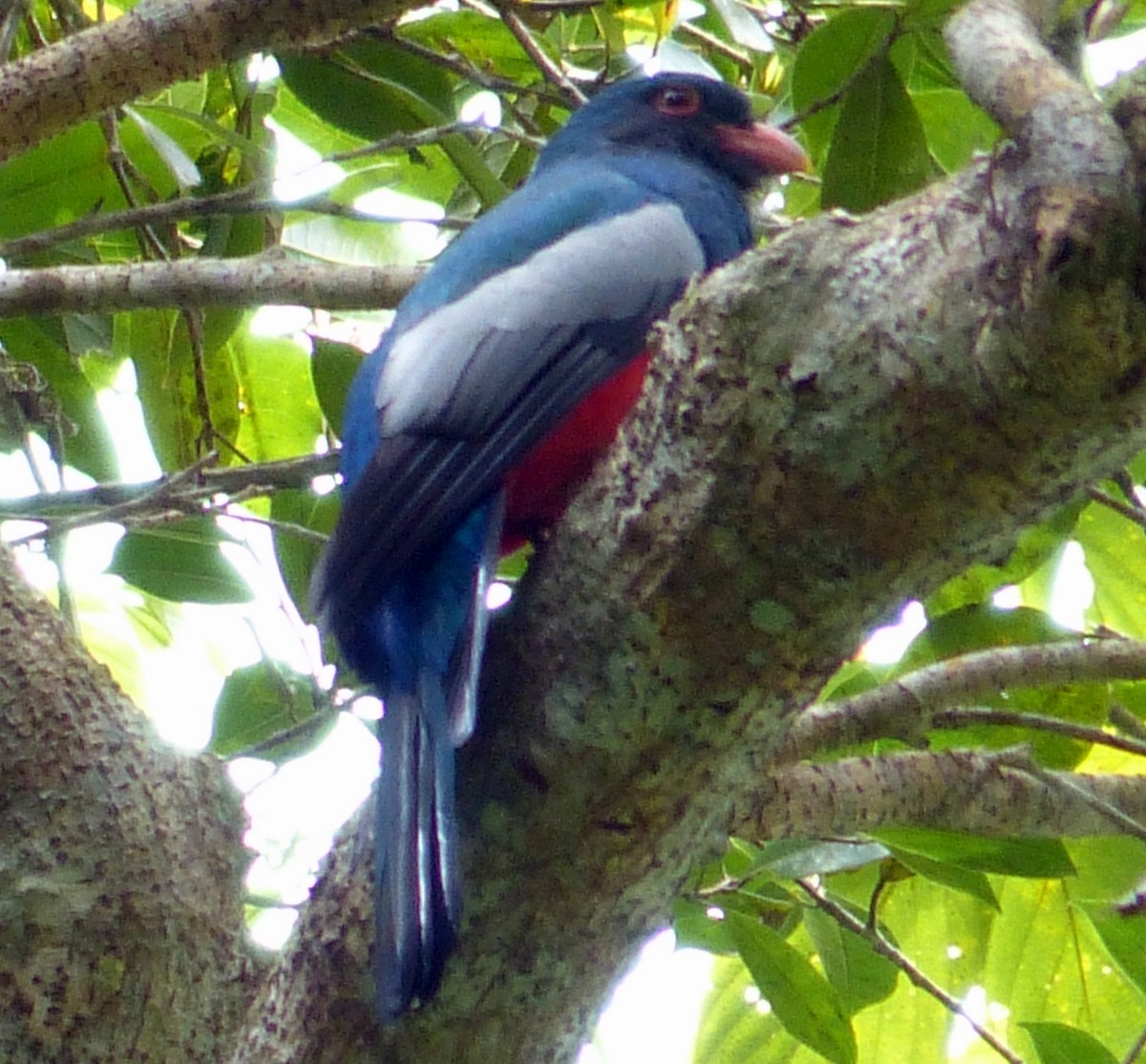 Slaty-tailed Trogon - ML117431941