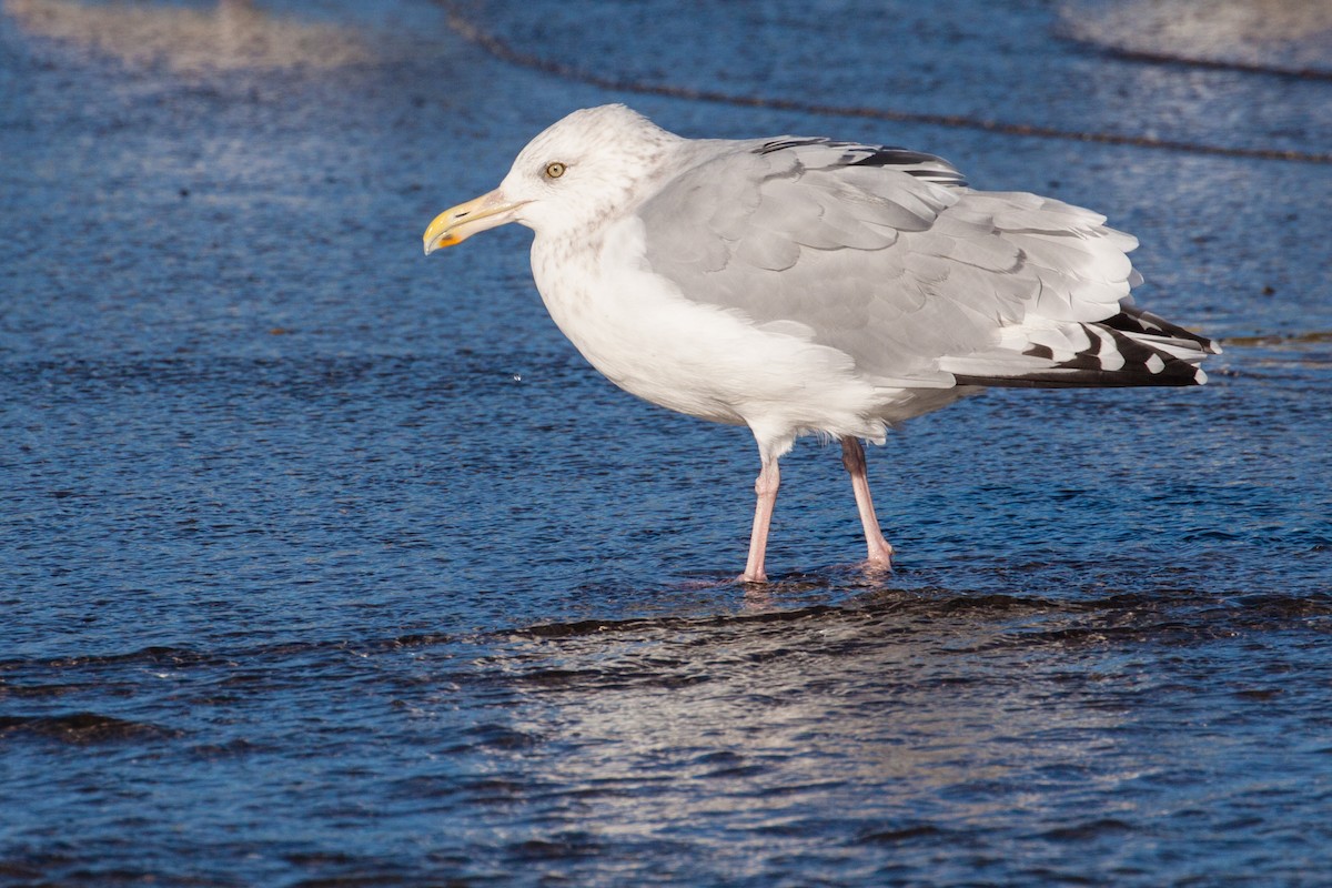 Herring Gull - Bill Davis