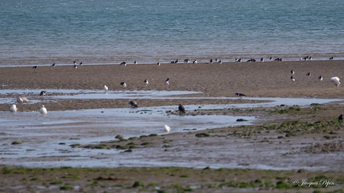 Eurasian Oystercatcher - Jacques  Pepin