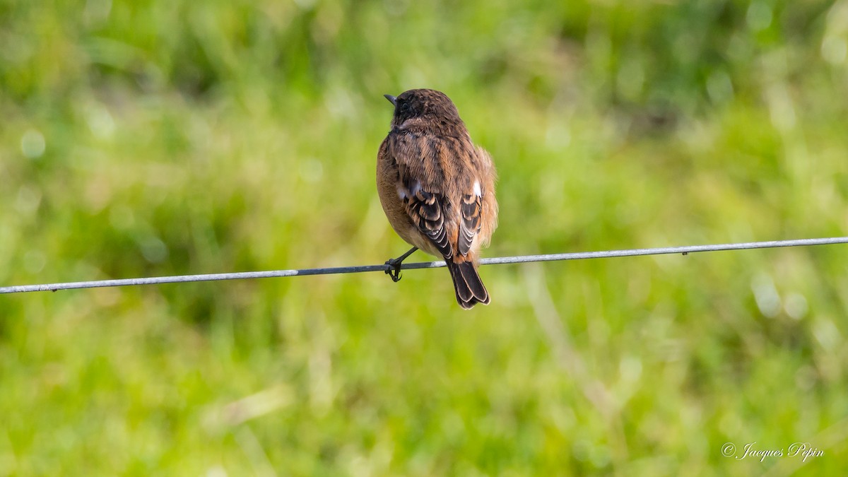 European Stonechat - ML117433471