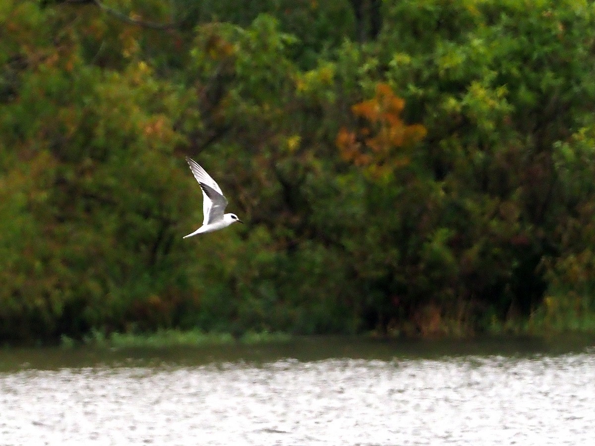 Forster's Tern - ML117434031