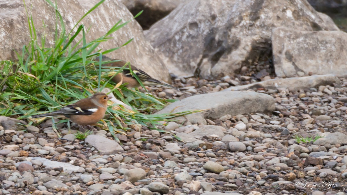 Common Chaffinch - Jacques  Pepin