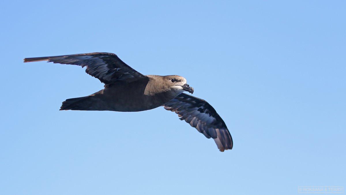 Petrel Carigrís - ML117435391