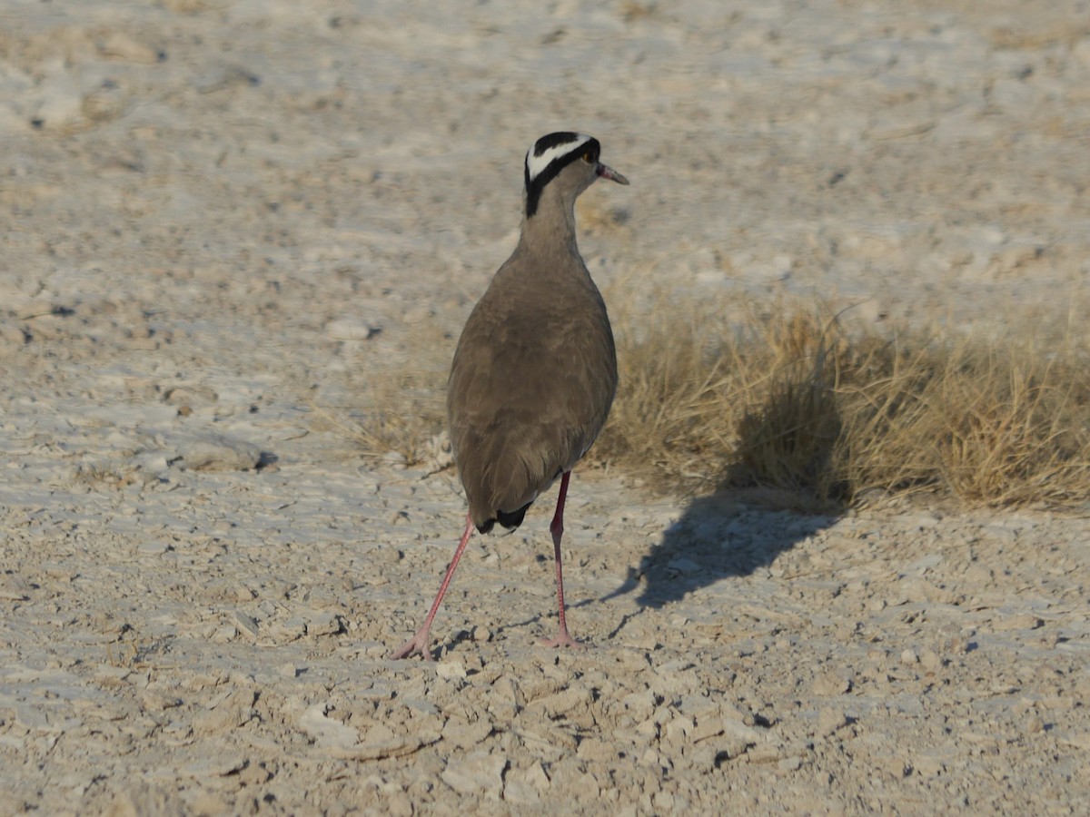 Crowned Lapwing - ML117435911