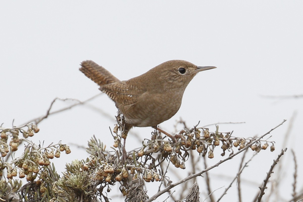 House Wren - ML117436321