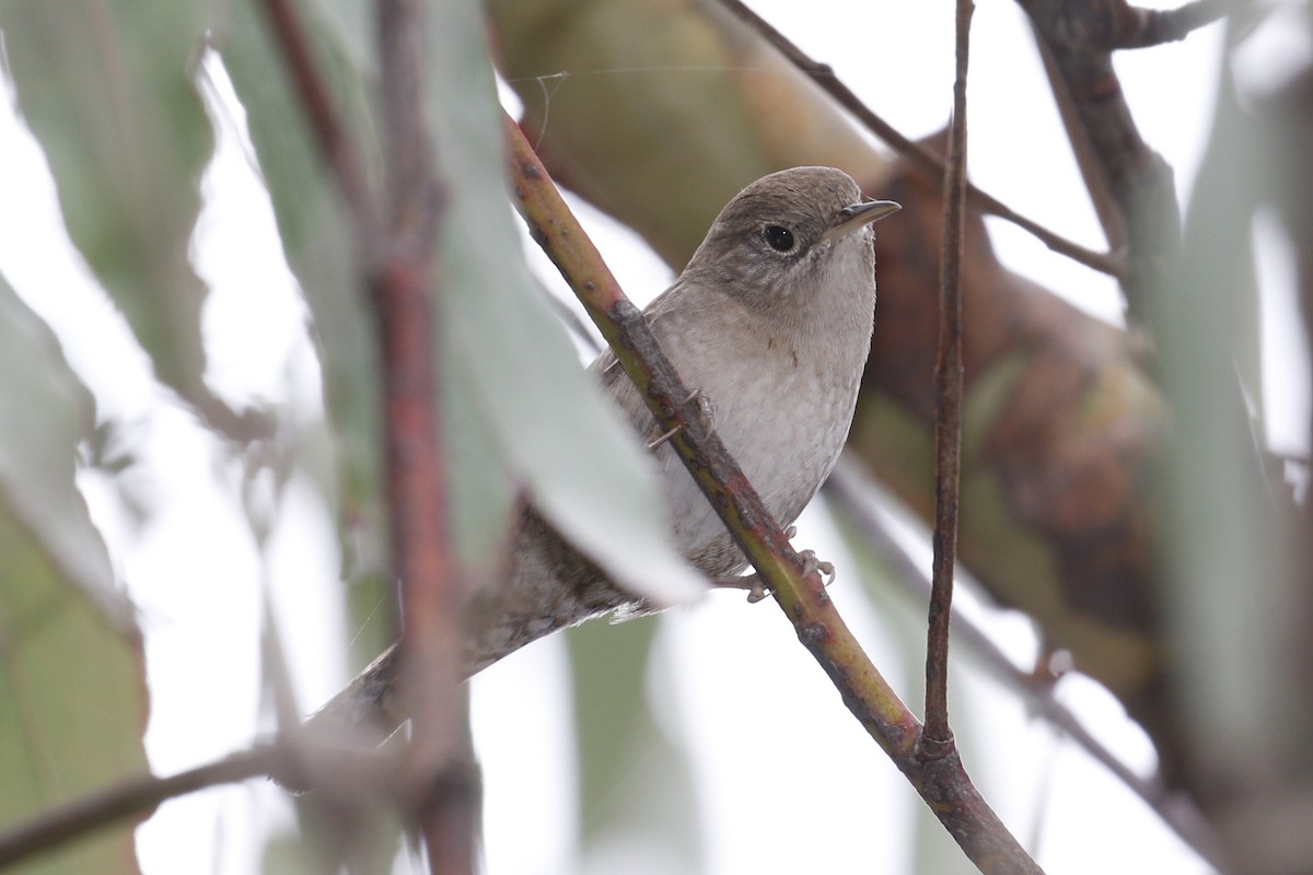 House Wren - ML117436351