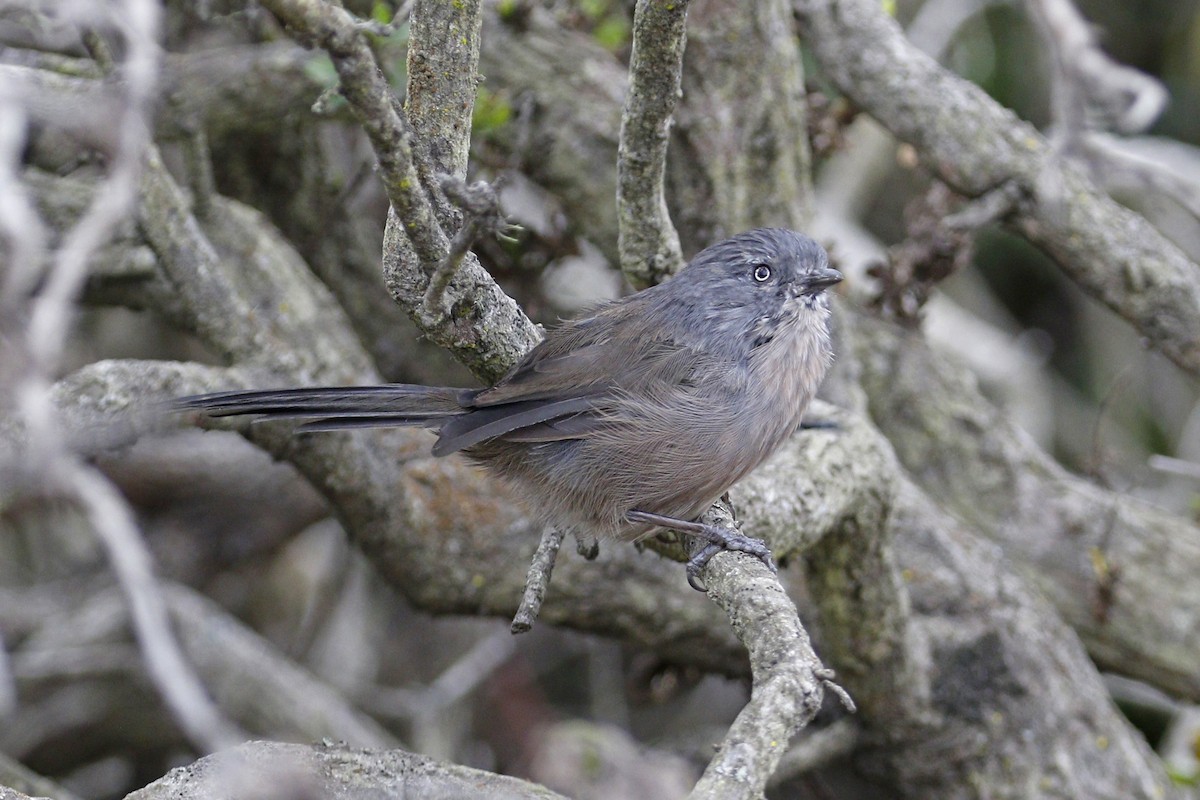 Wrentit - ML117436381