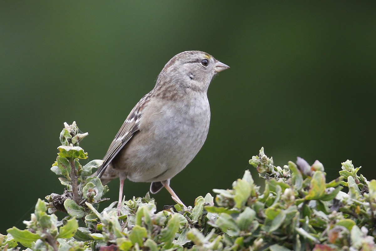 Golden-crowned Sparrow - Donna Pomeroy