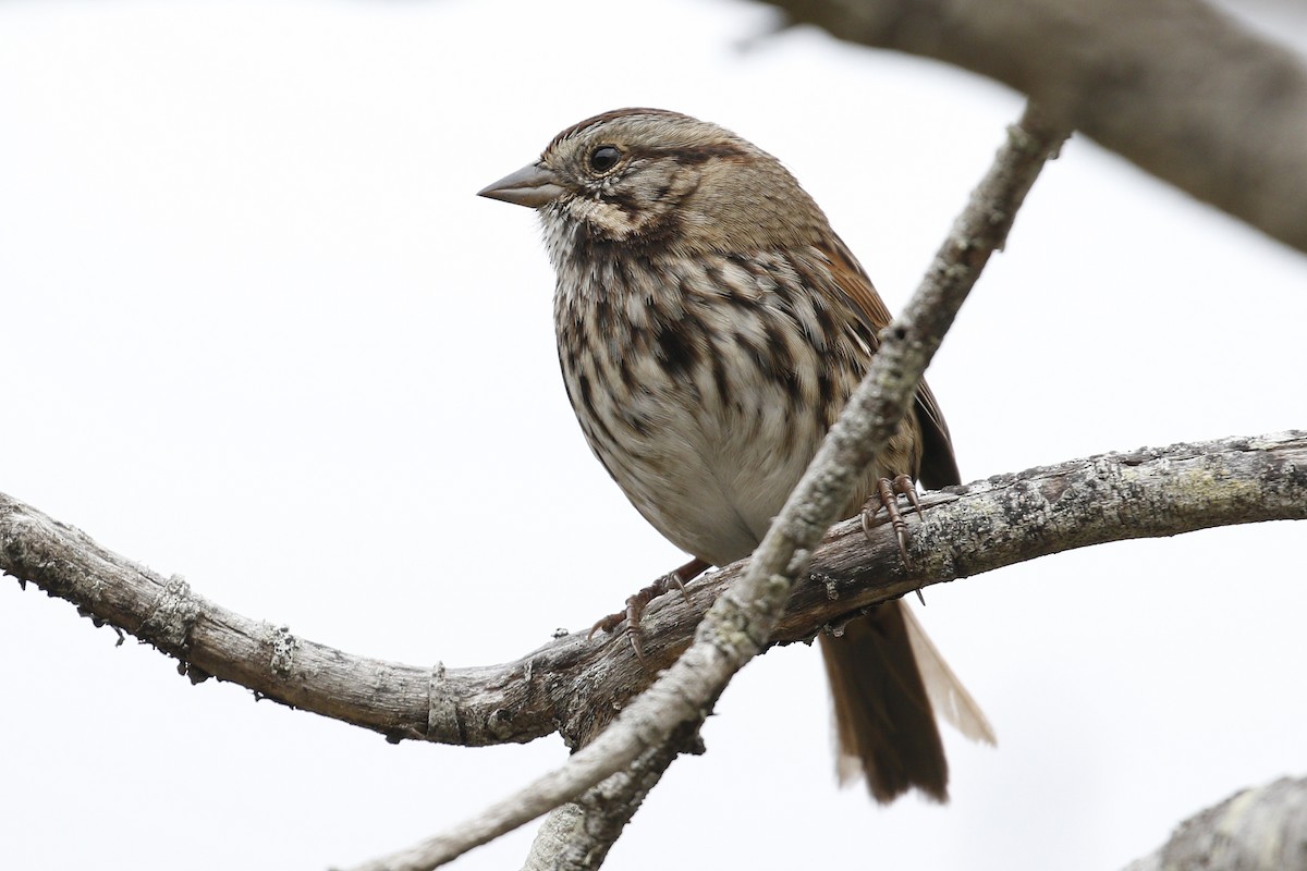 Song Sparrow - ML117436621