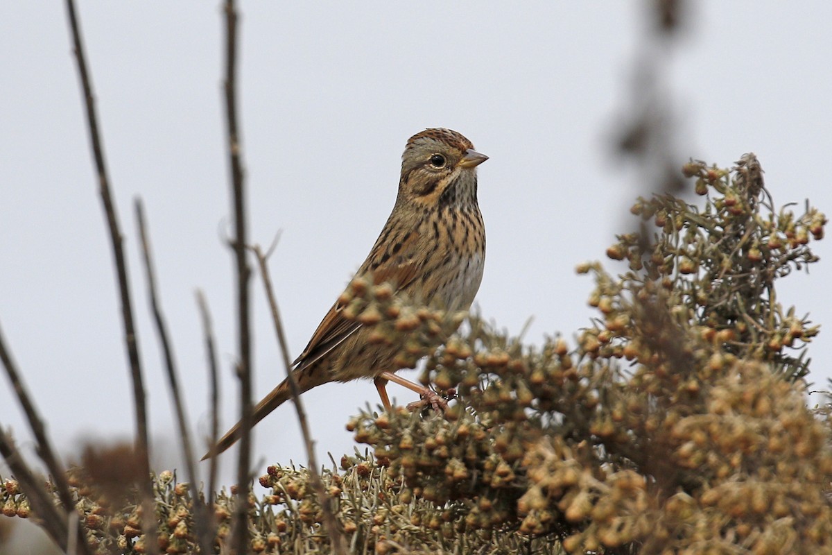 Lincoln's Sparrow - ML117436681