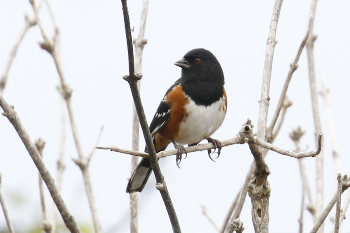 Spotted Towhee - ML117436701