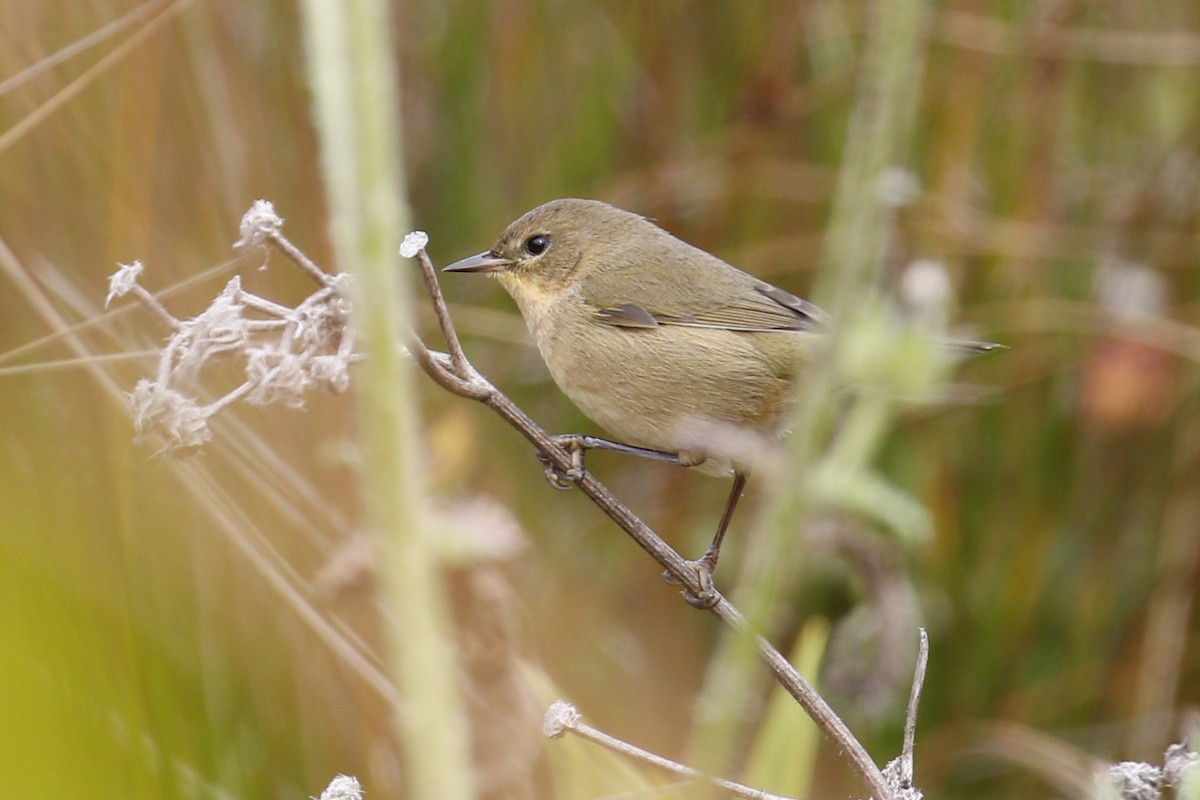 Common Yellowthroat - ML117436781