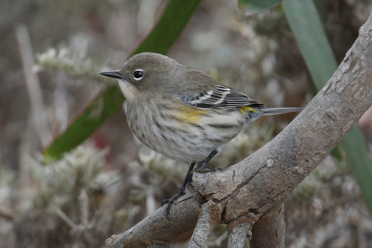 lesňáček žlutoskvrnný (ssp. coronata) - ML117437031