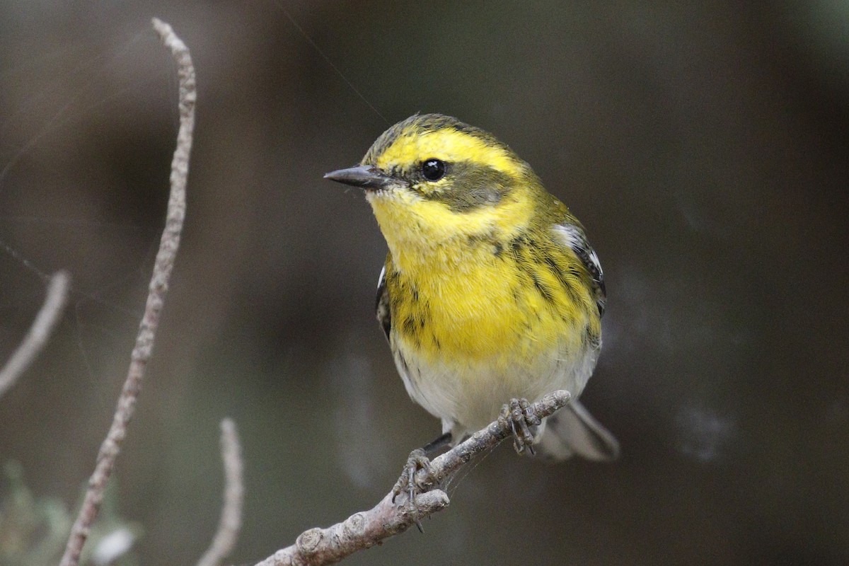 Townsend's Warbler - Donna Pomeroy