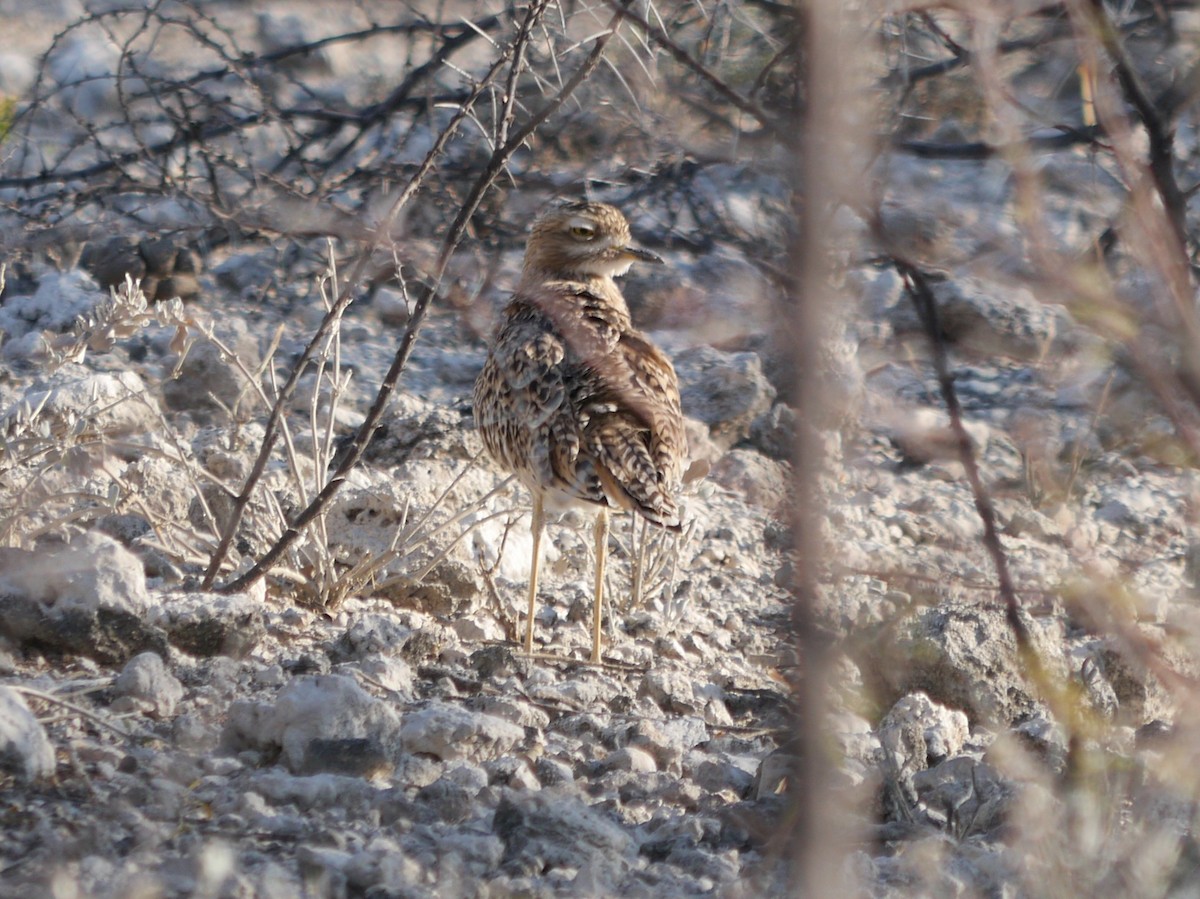Spotted Thick-knee - ML117437971