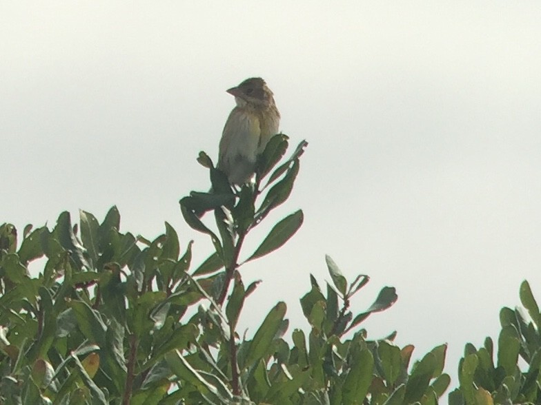 Dickcissel - ML117439581