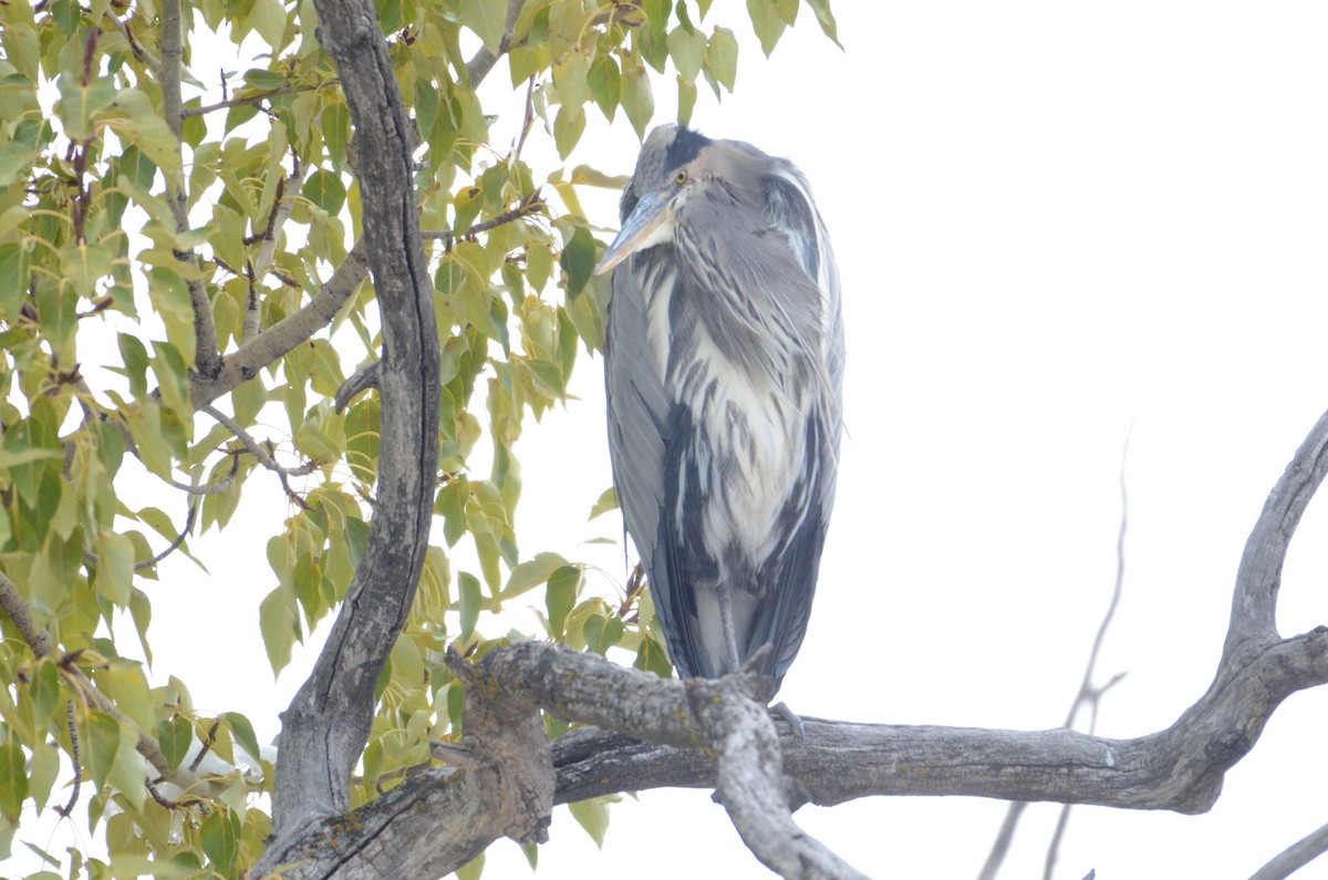 Great Blue Heron - Bernard Tremblay