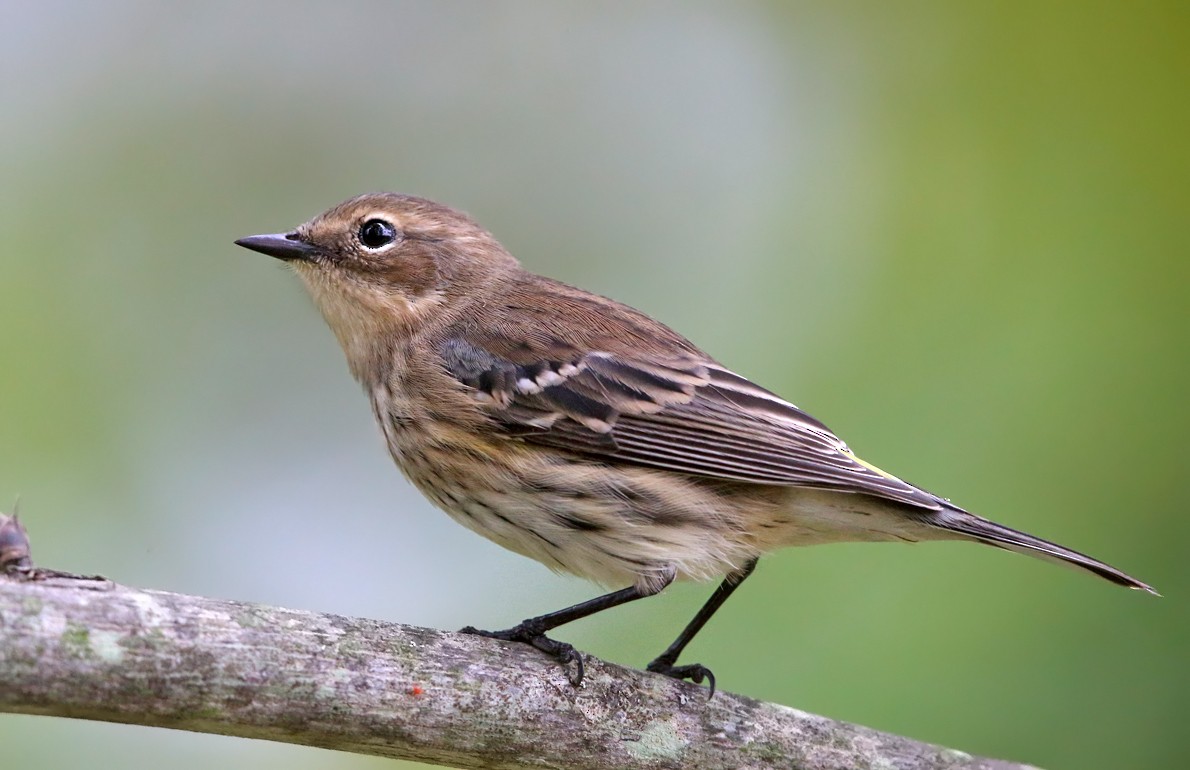 Yellow-rumped Warbler (Myrtle) - Tom Murray