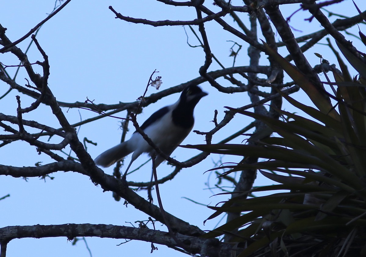 White-tailed Jay - Rohan van Twest