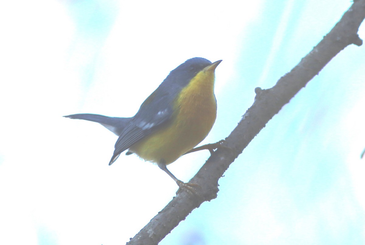 Tropikal Parula - ML117441971