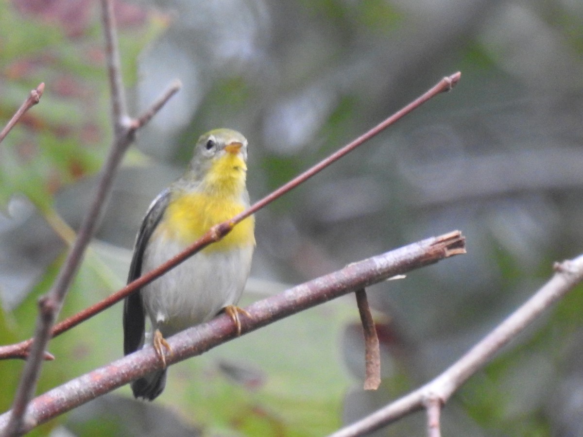 Northern Parula - ML117442531