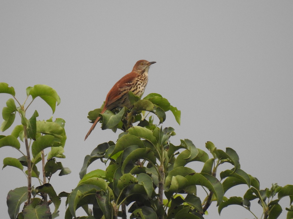 Brown Thrasher - ML117442631