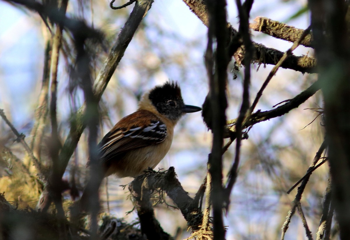 Collared Antshrike - Rohan van Twest